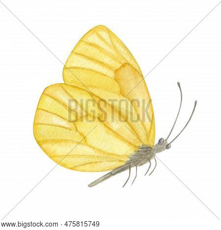 Beautiful Pastel Yellow Butterfly. Hand-drawn Watercolor Illustration Isolated On White Background. 