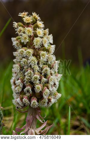 Inflorescences Of Butterbur, Pestilence Wort, Petasites Hybridus.blossom, Common Butterbur. A Bloomi