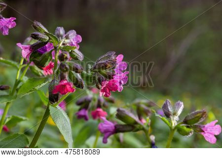 Blossom Of Bright Pulmonaria In Spring. Lungwort. Flowers Of Different Shades Of Violet In One Inflo