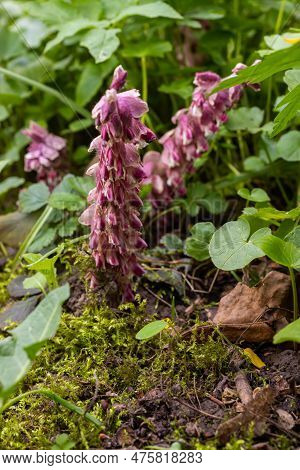 Lathraea Squamaria Plant Is A Parasite In The Woods Of Europe. Pink Flowers Of Blooming Common Tooth
