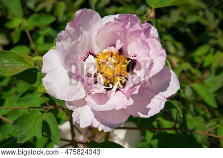 Macro Of Beautiful Paeonia Rockii Flower In The Garden