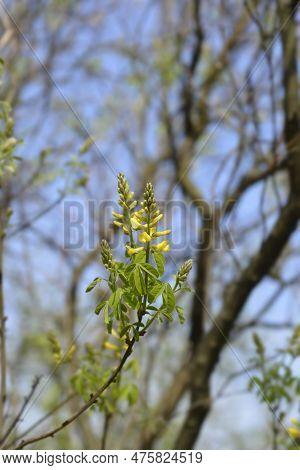 Dalmatian Laburnum Branch With Flowers In The Spring