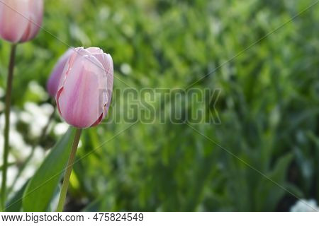 Tulip Salmon Impresion Flower In The Spring