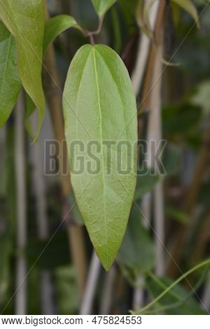 Armand Clematis Green Leaves In The Summer