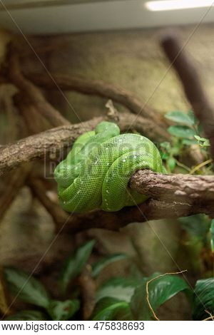 The Green Tree Python. Morelia Viridis. It Is A Bright Green Snake, Living Generally In Trees
