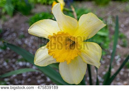 Beautiful Colorful Narcissus Or Daffodil Close Up Evening Light. Narcissus Is A Genus Of Predominant