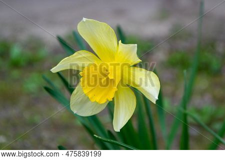 Beautiful Colorful Narcissus Or Daffodil Close Up Evening Light. Narcissus Is A Genus Of Predominant