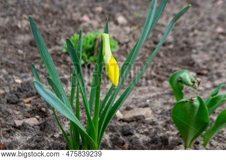 Beautiful Colorful Narcissus Or Daffodil Close Up Evening Light. Narcissus Is A Genus Of Predominant