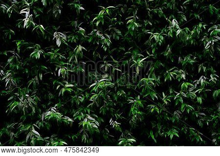 Green Plant On Vertical Garden Wall Texture Background. Sustainable Green Wall. Living Green Wall. E