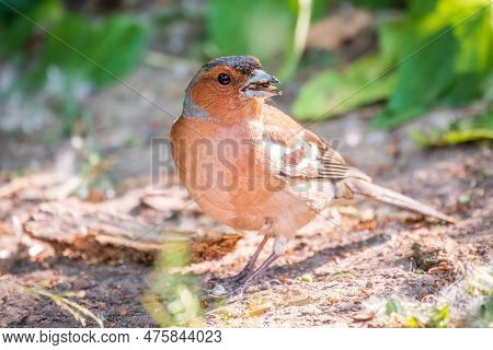 Common Chaffinch, Fringilla Coelebs, Sits On The Ground In Spring. Common Chaffinch In Wildlife.