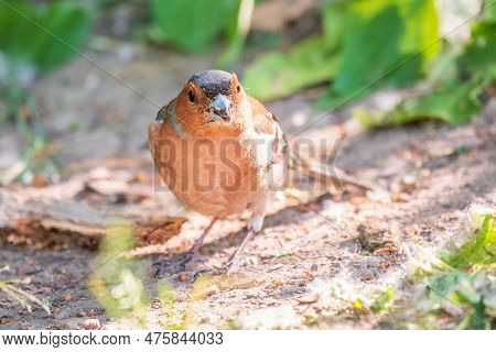 Common Chaffinch, Fringilla Coelebs, Sits On The Ground In Spring. Common Chaffinch In Wildlife.