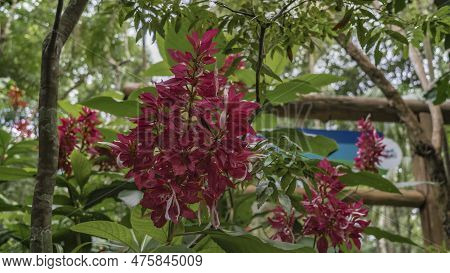 A Beautiful Tropical Plant Brazilian Red-cloak, Megaskepasma Erythro-chiamys Blooms In The Garden. I