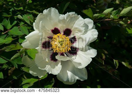 Close Up Of Big White Peony Or Paeony Rockii Flower Head, Close Up. Blooms White Delicate Flower