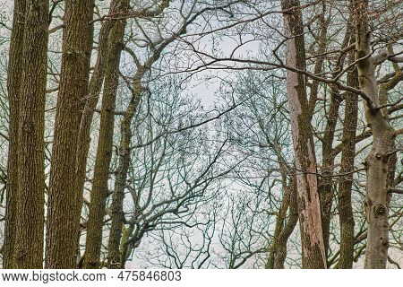 Tree Trunks With Branches And Small Leaves In European Forest: Dry With Peeling Off Bar And Damaged 