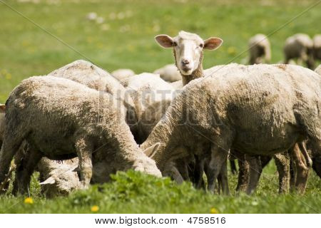 Moutons.