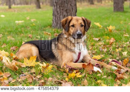 The Dog Phenotype Of The German Shepherd Breed Is Sitting On The Grass In A Collar And Leash, A Blac