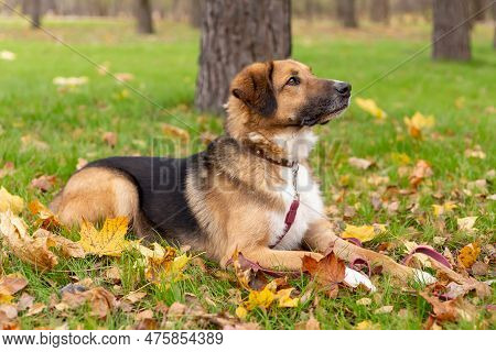 The Dog Phenotype Of The German Shepherd Breed Is Sitting On The Grass In A Collar And Leash, A Blac