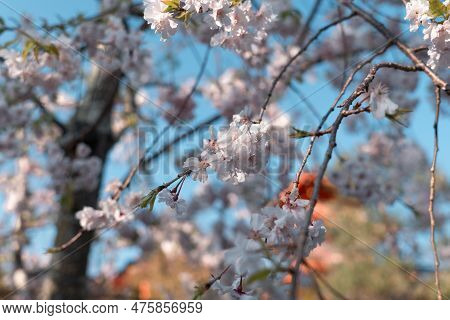 Somei Yoshino Sakura