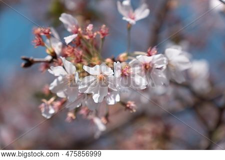 Close Up Of Japan Sakura Petal Cherry Blossom Branch