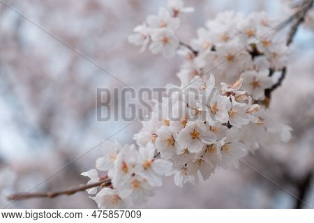 Close Up Of Japan Sakura Petal Cherry Blossom Branch