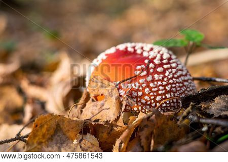 A Fly Agaric Mushroom In The Forest. Bright Red Cap With White Dots Visible From Under The Fallen Le
