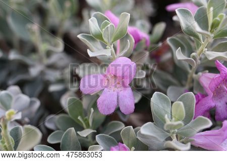 Evergreen Shrub Texas Ranger Or Wild Lilac (leucophyllum Frutescens) Close-up, Egypt, Sharm El Sheik