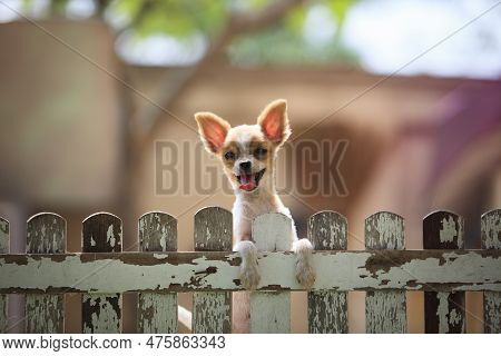 Little Pomeranian Dog Climbing Home Wooden Fence
