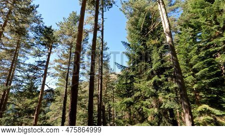 Wild Woods Green Frondage - Plants, Greenery And Boscages - Photo Of Nature
