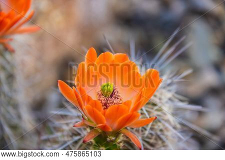 The Orange Blooms Of The Hedgehog Cactus (echinocereus Triglochidiatus), Or Claretcup Cactus Of Ariz
