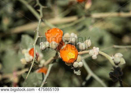Munro’s Orange Globe Mallow (sphaeralcea Munroana), Also Known As Munro's Globemallow With A Blurred