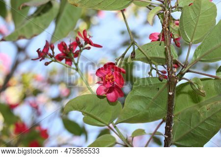 Flowers Of Flowering Plant Spicy Jatropha Or Peregrina (jatropha Integerrima) Close-up, Egypt, Sharm