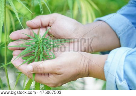 Cannabis, Marijuana Or Marihuana Leaf, Cbd, Thc Used As Drug, Intoxicant, Or Alternative Medicine.