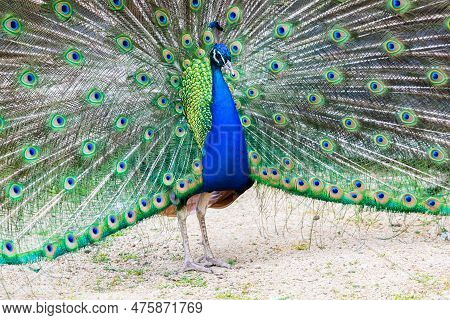 Peacock Portrait - Beautiful Colourful Peackock Feather, Nobody, Isolated.
