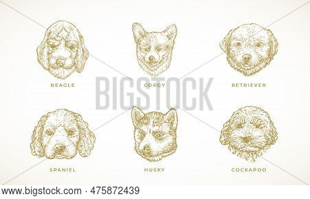 Dog Breeds Illustrations Collection. Hand Drawn Spaniel, Corgy, Beagle, Retriever And Husky Puppy Do
