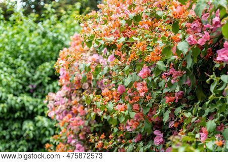Giant Bushses Of Colorful Paperflowers Growing In A Garden. Selective Focus