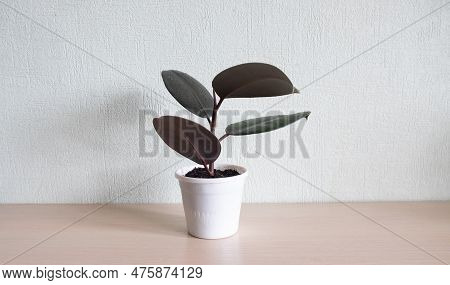 Ficus Rubbery In White Pots. Latin Name Ficus Elastica. Large Green Houseplant