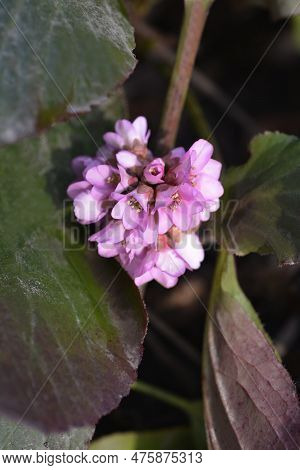 Elephants Ears Pink Flowers In The Winter