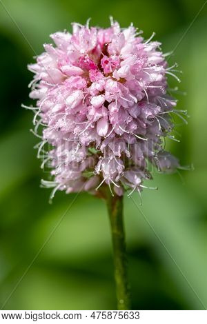 Macro Shot Of A Common Bistort (bistorta Officinalis) Flower Covered In Dew Droplets