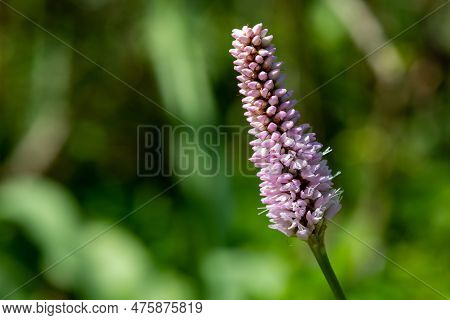 Bistort (bistorta Officinalis) Flower