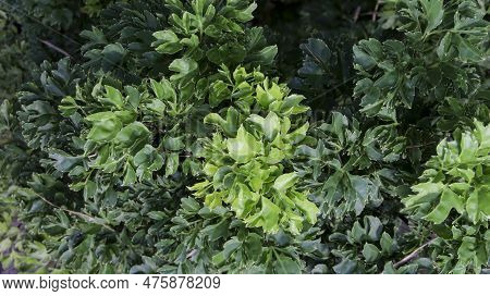 Green Polyscias Fruticosa Or Parsley Panax Plant Leaf Texture And Pattern Background.