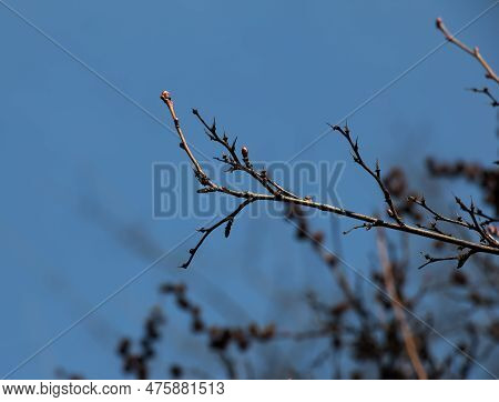 Seeds Of Exochorda Korolkowii In Spring Against A Blue Sky. Exochorda Albertii Is A Shrub Rose Nativ