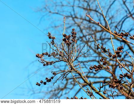 Seeds Of Exochorda Korolkowii In Spring Against A Blue Sky. Exochorda Albertii Is A Shrub Rose Nativ