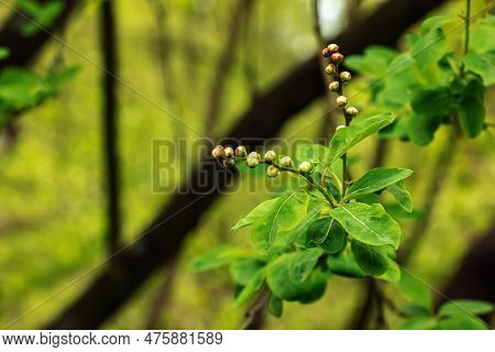 Young Green Leaves And Flower Buds Of Exochorda Korolkowii In Spring. Exochorda Albertii Is A Shrub
