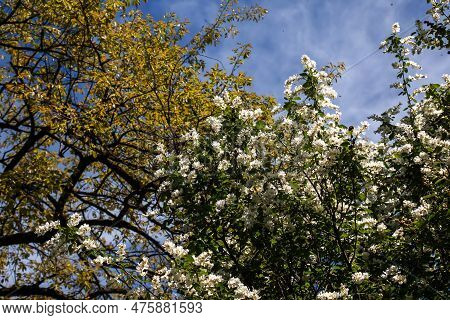 Flowering Branch Of Exochorda Korolkowii In Spring. Exochorda Albertii Is A Shrub Rose Native To Asi