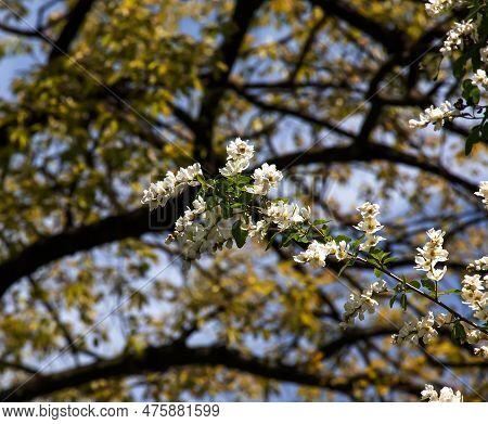 Flowering Branch Of Exochorda Korolkowii In Spring. Exochorda Albertii Is A Shrub Rose Native To Asi