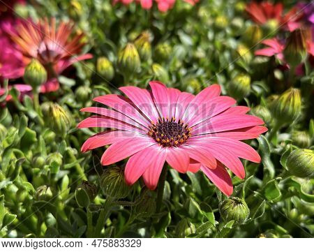 Beautiful Pink Flower Osteospermum (lat. Osteospermum) Or African Chamomile