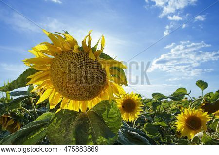 Close-up Of Sunflower On Sunflower Field.flower And Sky