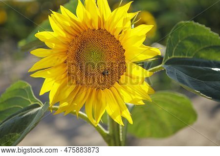 Close-up Of Sunflower On Sunflower Field.real Foto