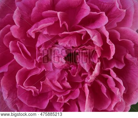 Closeup Of Pink Rose Petals.background And Texture Concept.