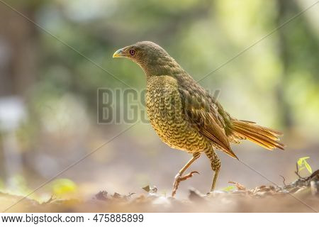 Juvenile Male Satin Bowerbird Practising Its Mating Dance In The Botanic Gardens In Coffs Harbour On